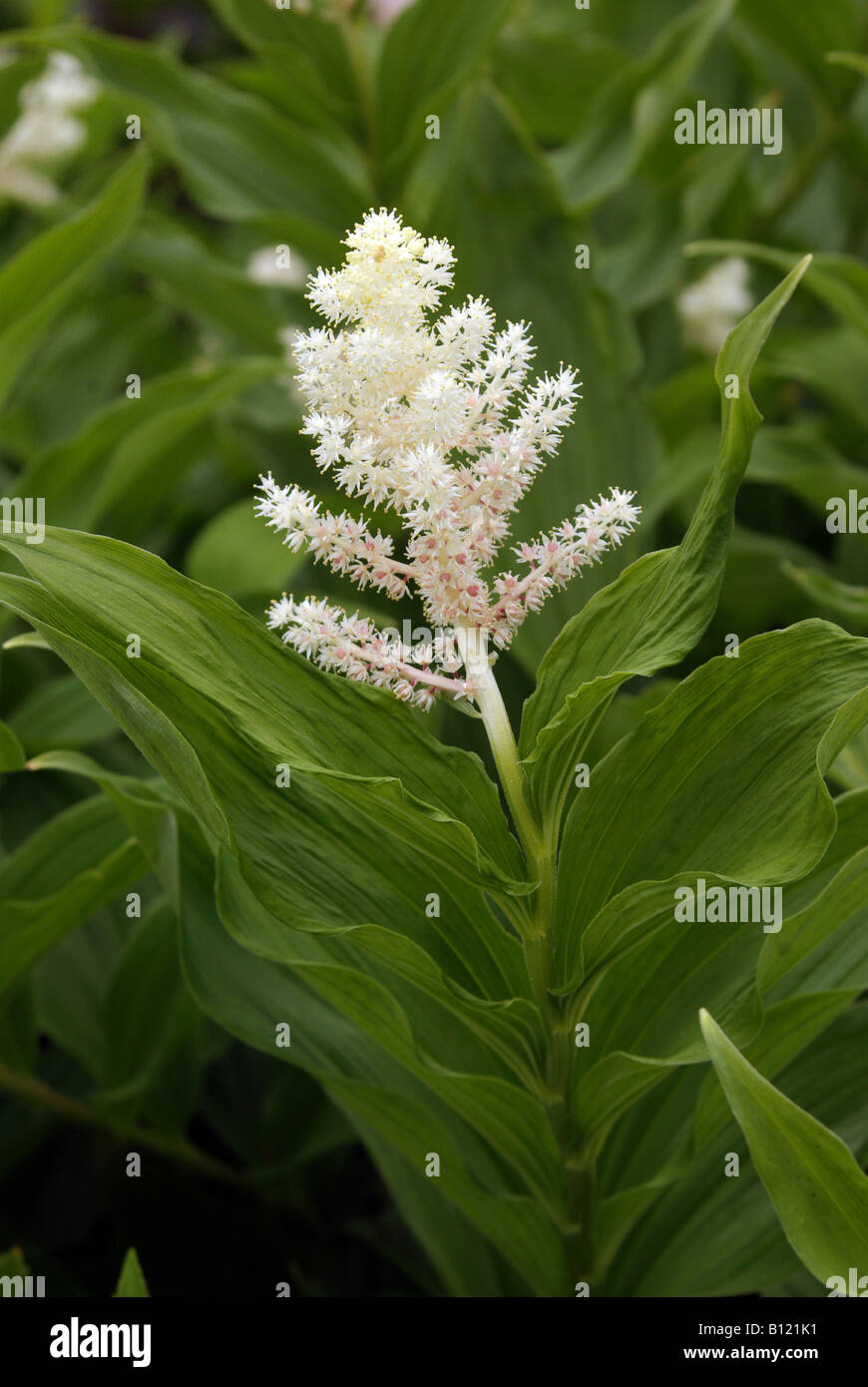 Maianthemum racemosum Stockfoto