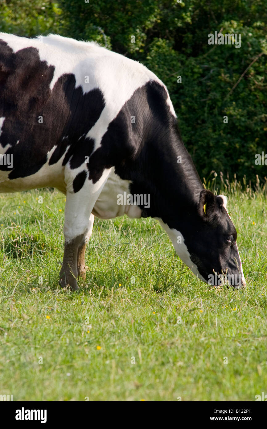 Fresian Kuh Beweidung in Cornwall Stockfoto