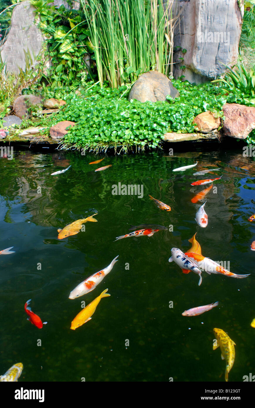 Koi-Karpfen schwimmen im Gartenteich Stockfoto