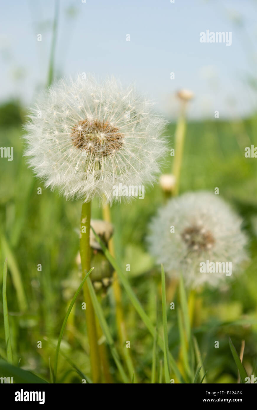 Löwenzahn Stockfoto