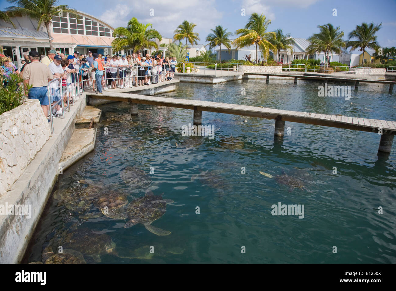 Cayman Turtle Farm auf Grand Cayman auf den Cayman Islands in der Karibik Stockfoto