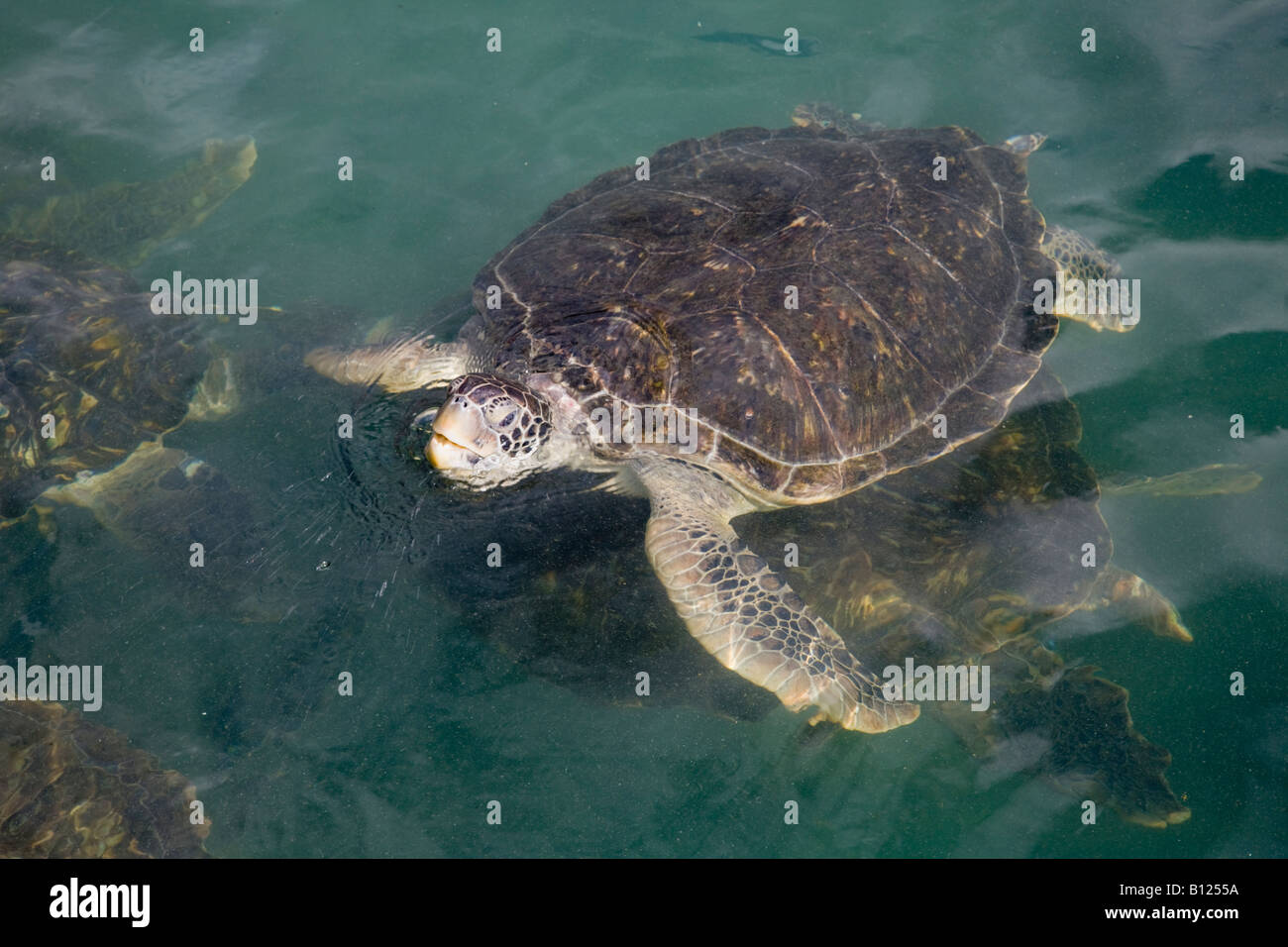 Einzigen Schildkröte im Tank beim Cayman Turtle Farm auf Grand Cayman auf den Cayman Islands in der Karibik Stockfoto