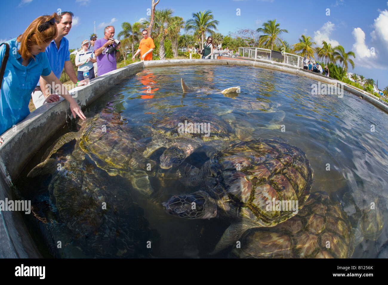 Cayman Turtle Farm auf Grand Cayman auf den Cayman Islands in der Karibik Stockfoto