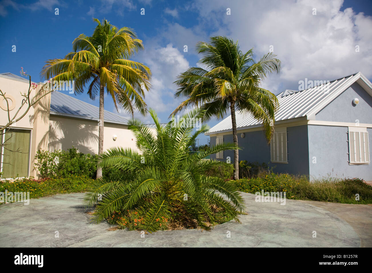 Palmen am Cayman Turtle Farm auf Grand Cayman auf den Cayman Islands in der Karibik Stockfoto