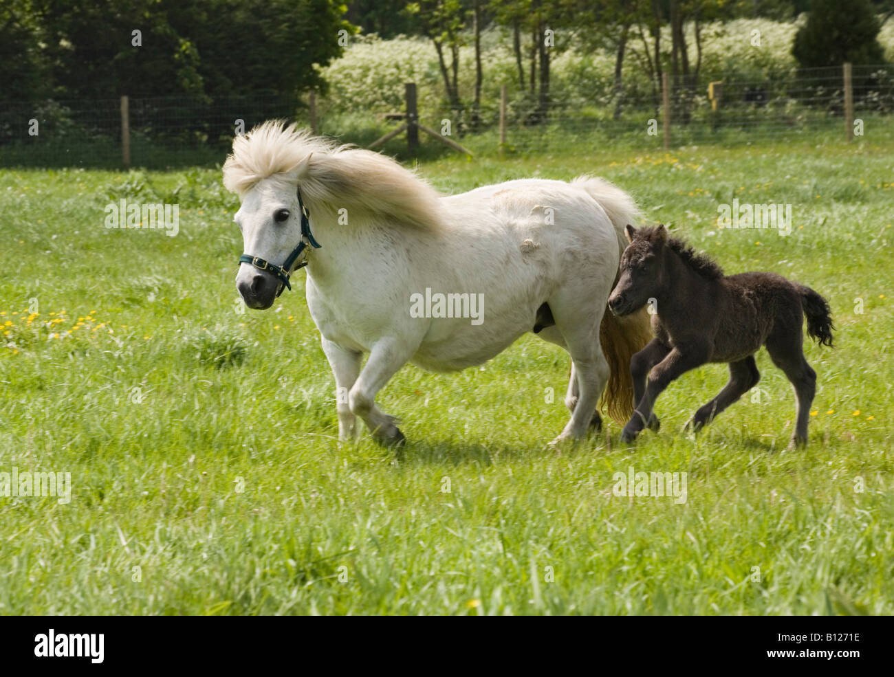 Shetlandpony-Stute mit ihrem Fohlen Stockfoto