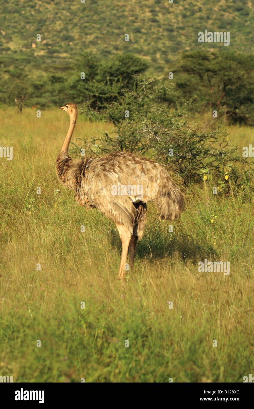 Eine weibliche Strauß in Samburu Kenia Afrika Stockfoto