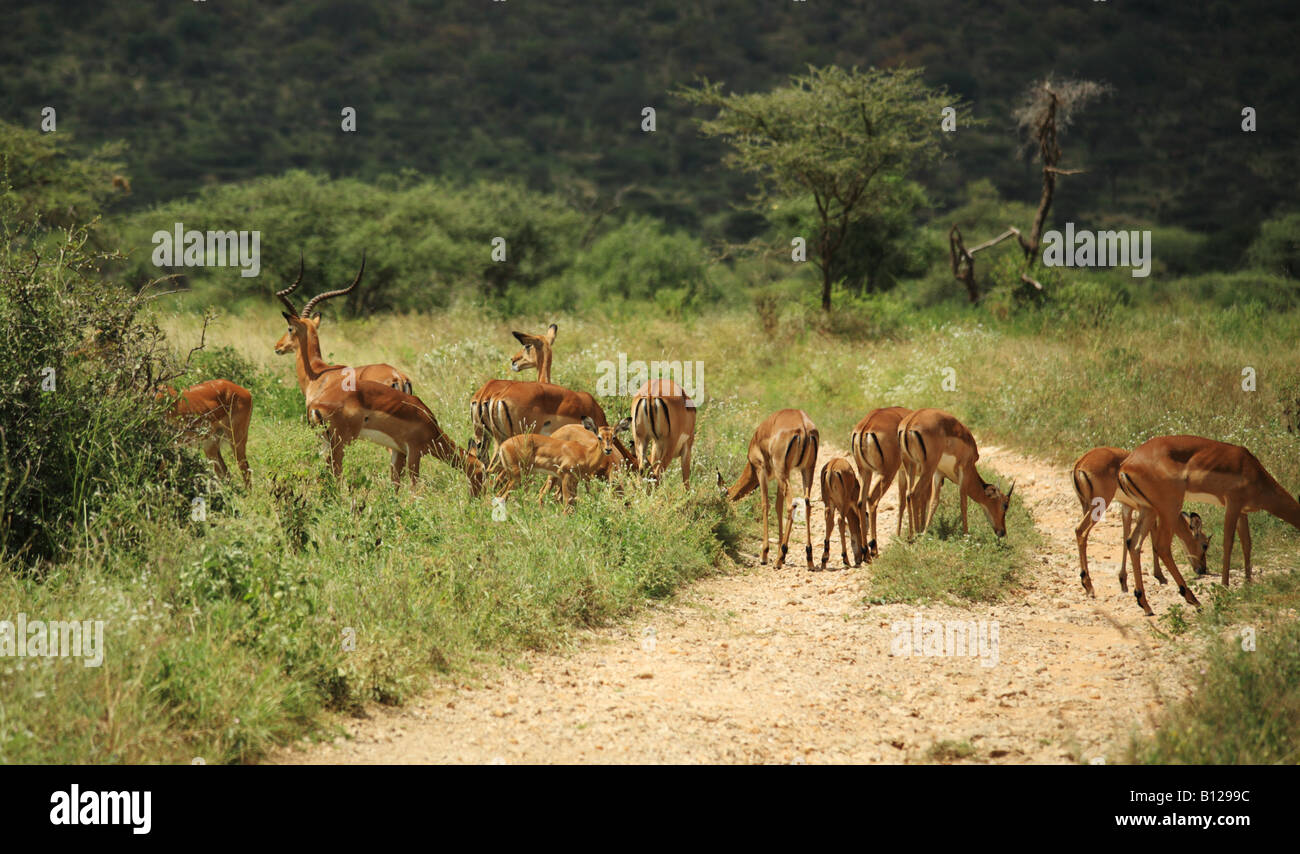Eine Gruppe von Gazelle in Samburu Kenia Afrika Stockfoto