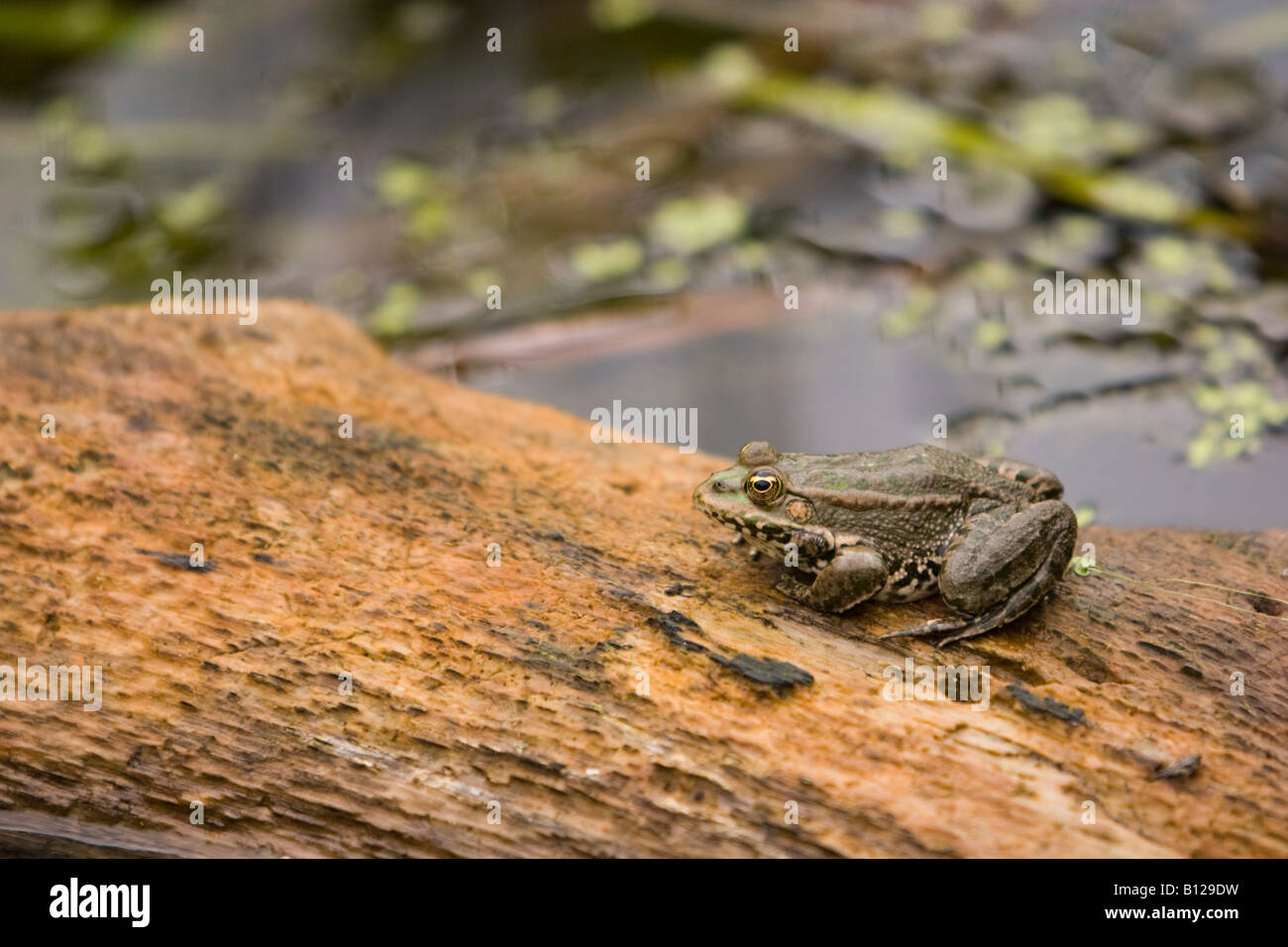 Grasfrosch, Rana Temporaria, sitzen auf einem Baumstamm, neben einem Teich Stockfoto