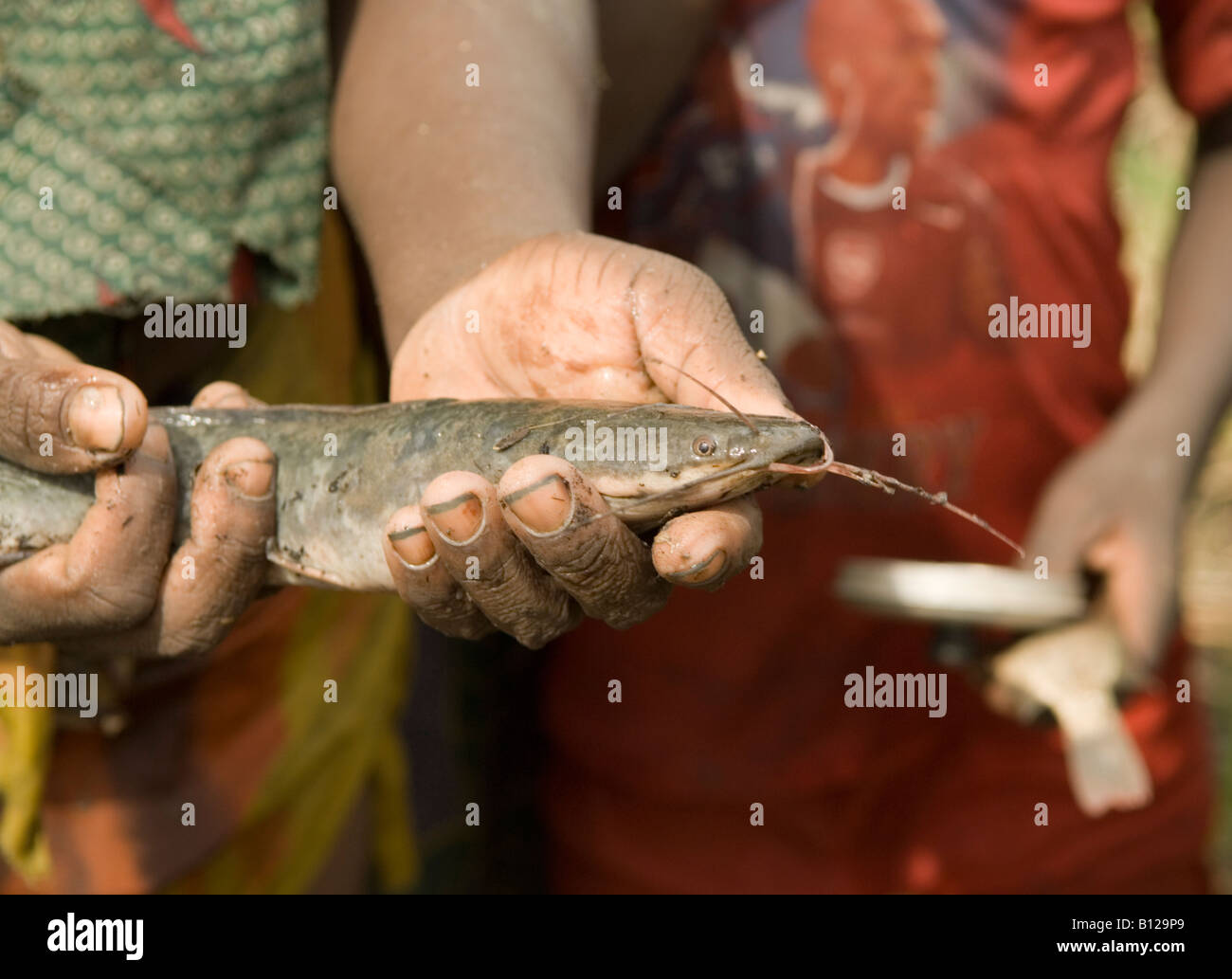 Wels statt in die Hände von Jugendlichen Fang des Fisches für Lebensmittel. Niassa Reserve, Mosambik. Stockfoto