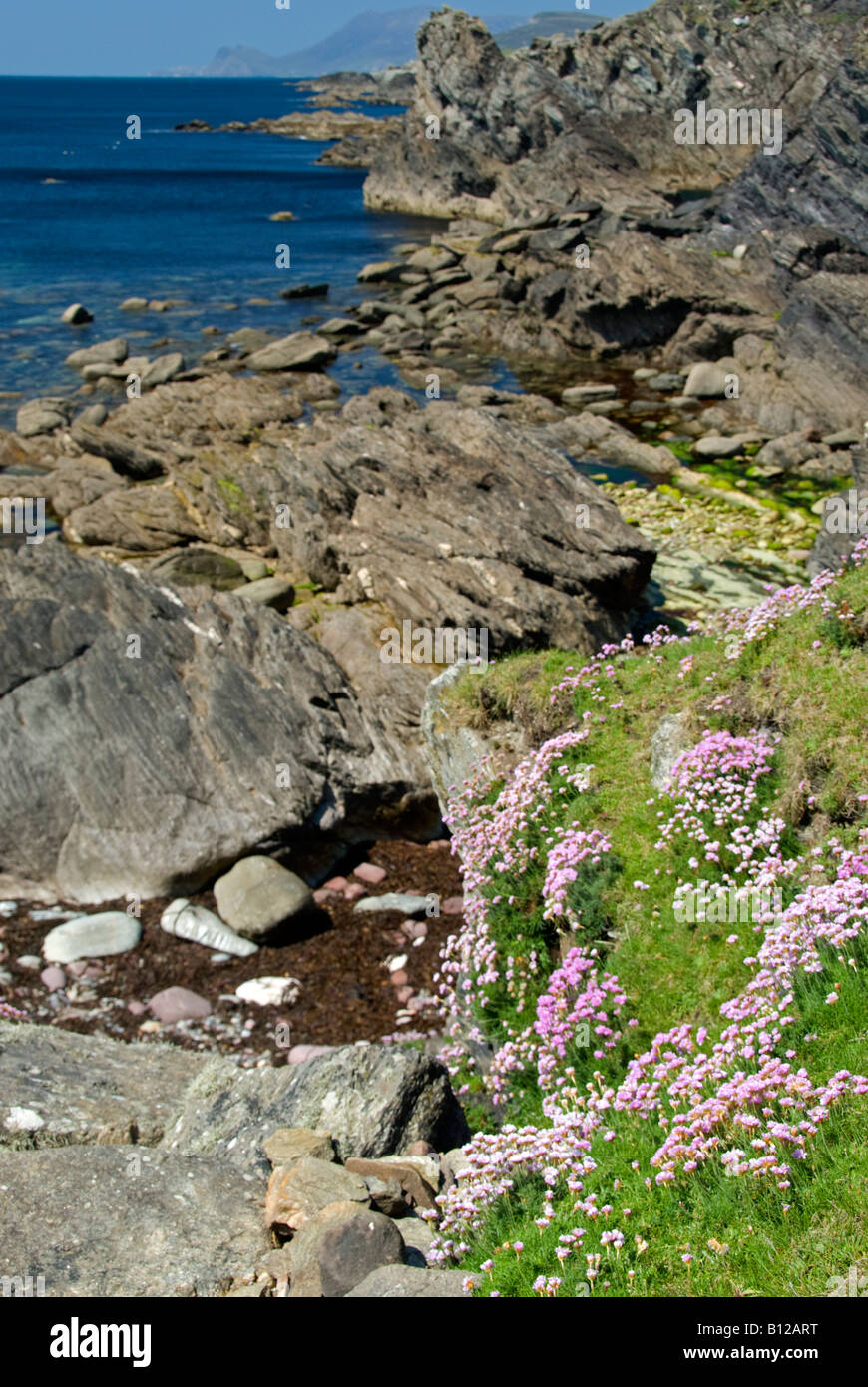 Sparsamkeit: Armeria Maritima auf Klippen. Atlantic Drive, Achill Island, County Mayo, Irland. Mai Stockfoto