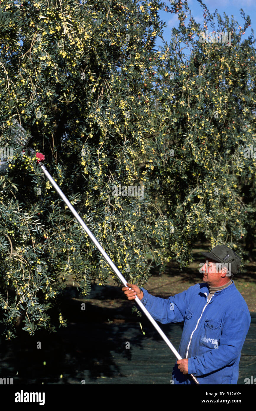 Italien, Apulien, Olivenbaum, Ernte, italienische Bauern Olivenernte  Stockfotografie - Alamy