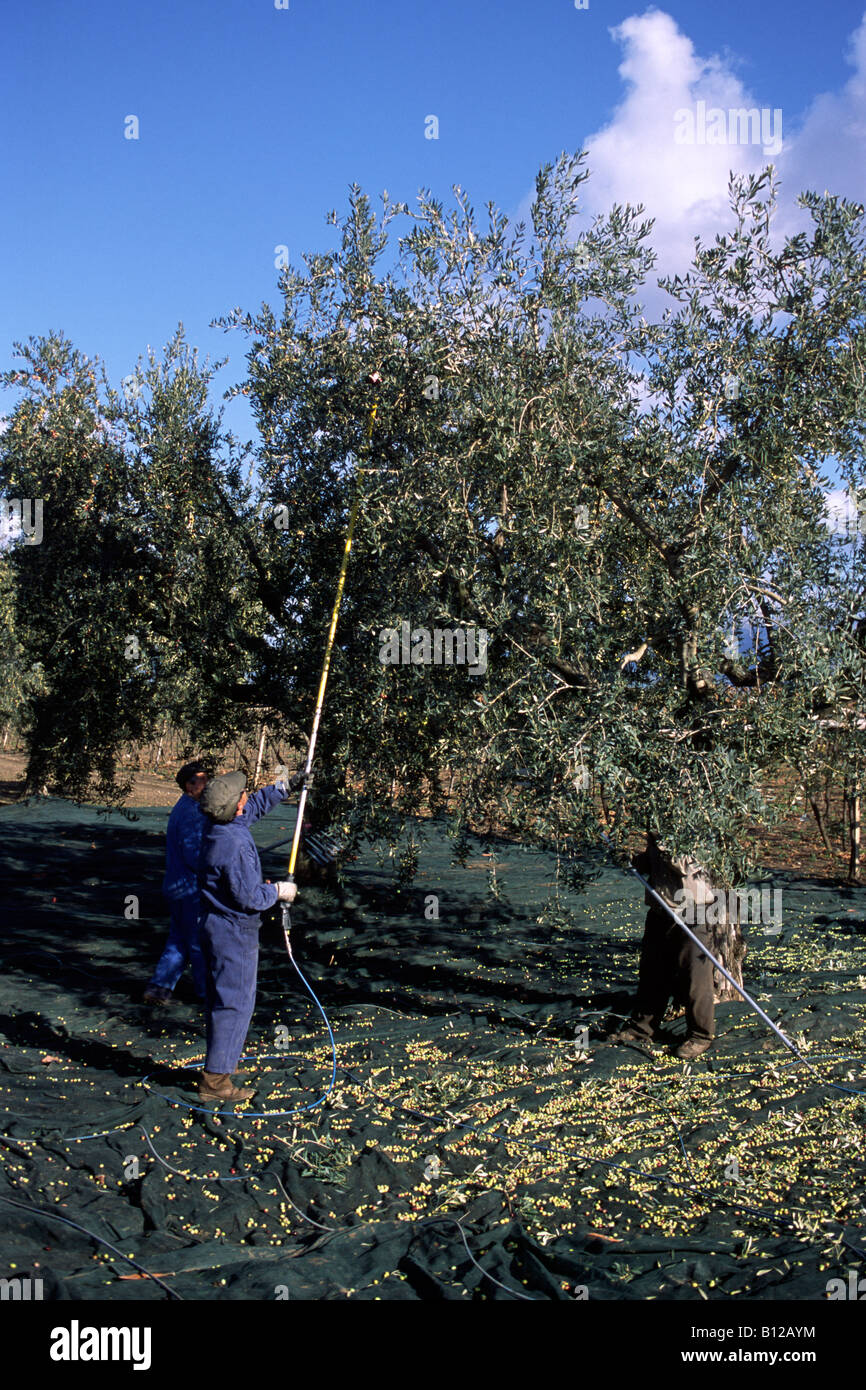 rhododendron silver sword Silver Sword Azalea – Plant Detectives