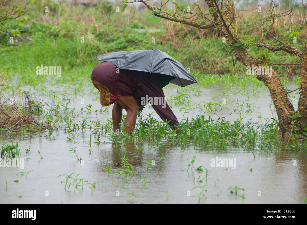 Eine ältere Dorfbewohnerin Holding einen Regenschirm sammelt Kräuter in einem überfluteten Gebiet durch den Zyklon Nargis in Myanmar, Birma verursacht Stockfoto