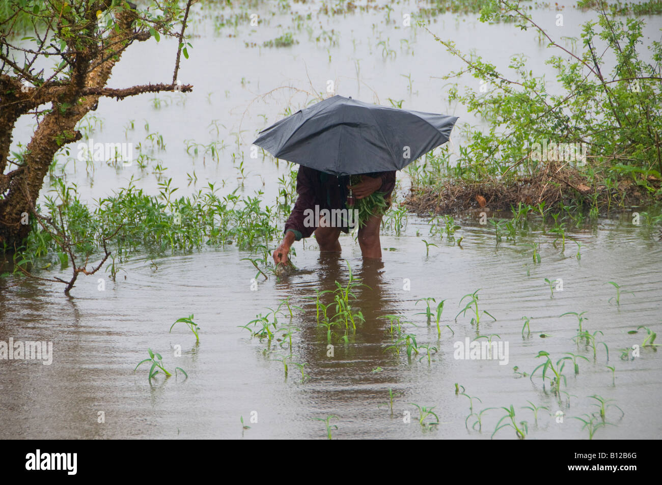 Eine ältere Dorfbewohnerin Holding einen Regenschirm sammelt Kräuter in einem überfluteten Gebiet durch den Zyklon Nargis in Myanmar, Birma verursacht Stockfoto