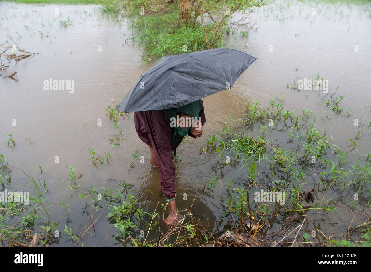 Eine Frau geht mit Sonnenschirm in einer überfluteten ländlichen Gegend Verursacht durch Zyklon Nargis in der Republik der Union Von Myanmar Stockfoto