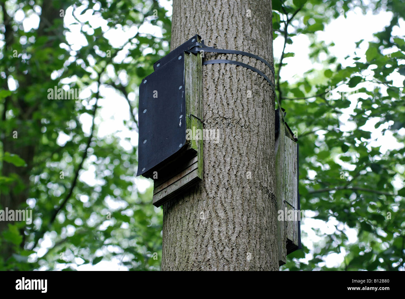 Fledermauskästen auf Baum im Naturschutzgebiet, Warwickshire, UK Stockfoto