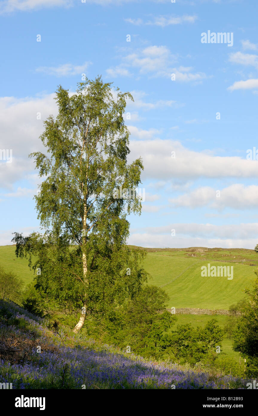 Einzelnen Birke und Glockenblumen in eine hügelige Landschaft Stockfoto