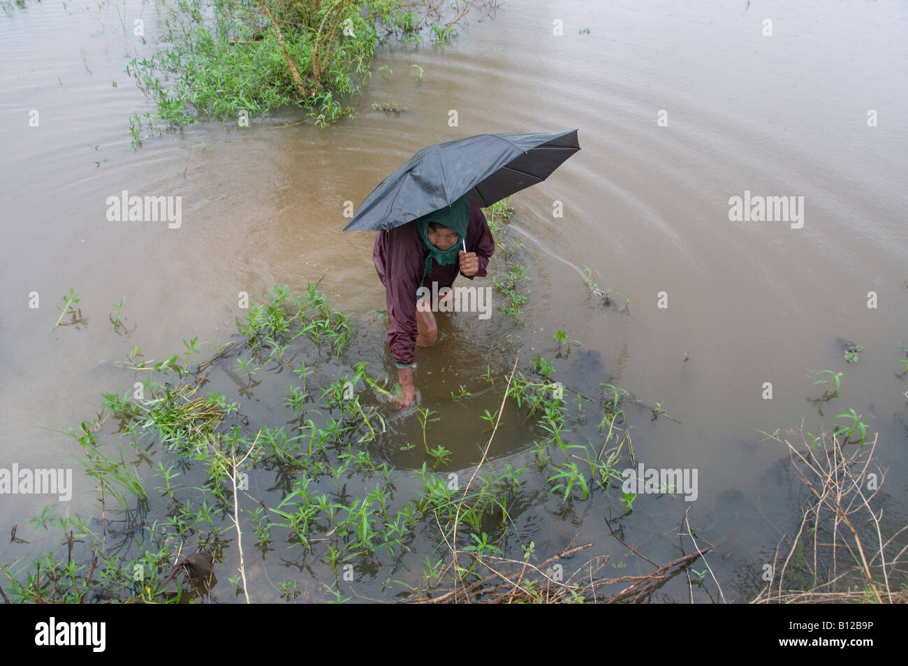 Eine Frau geht mit Sonnenschirm in einer überfluteten ländlichen Gegend Verursacht durch Zyklon Nargis in der Republik der Union Von Myanmar Stockfoto