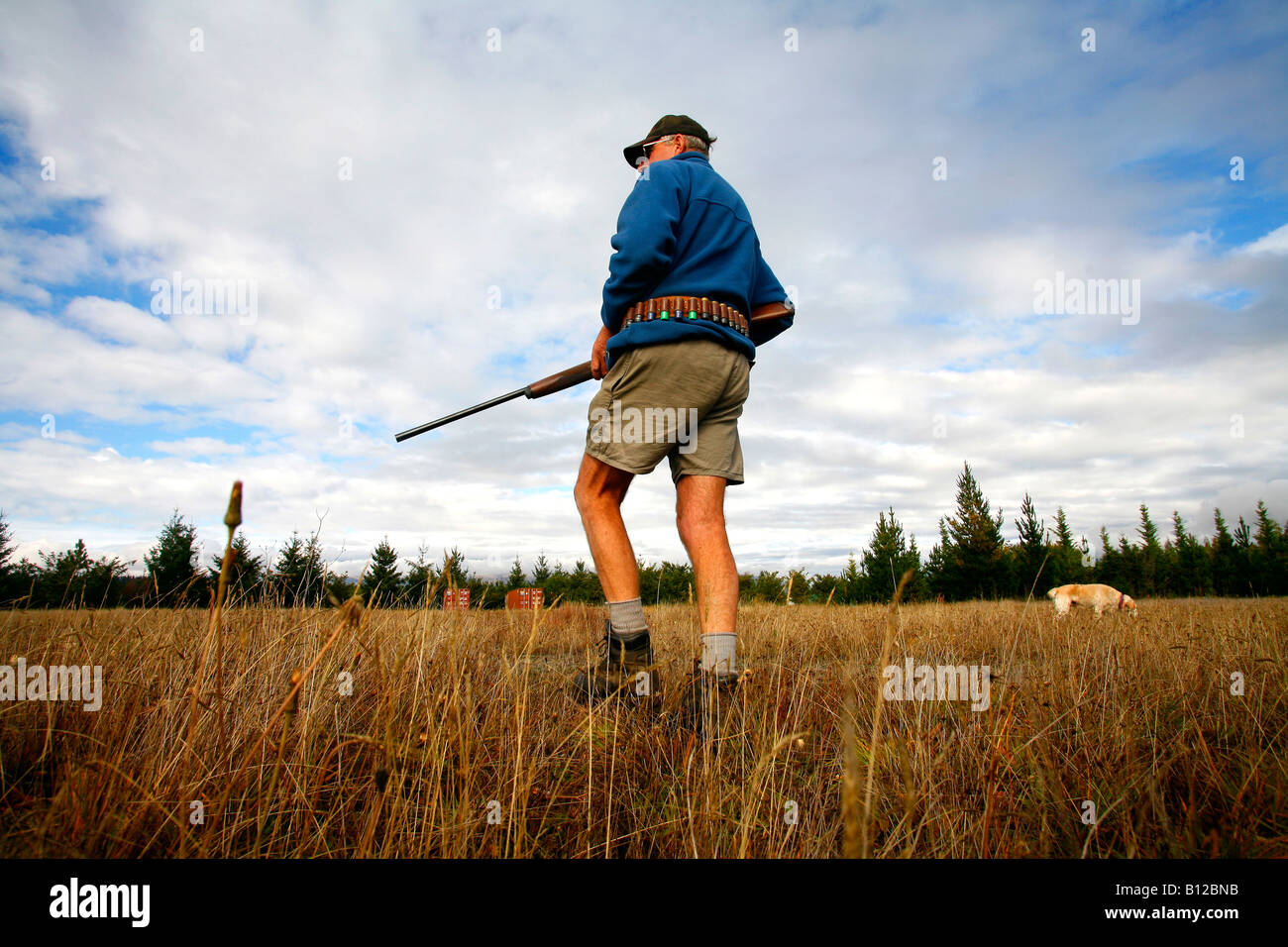 Shooter mit Schrotflinte und Jagdhund Jagd Kaninchen her Central Otago Neuseeland Stockfoto