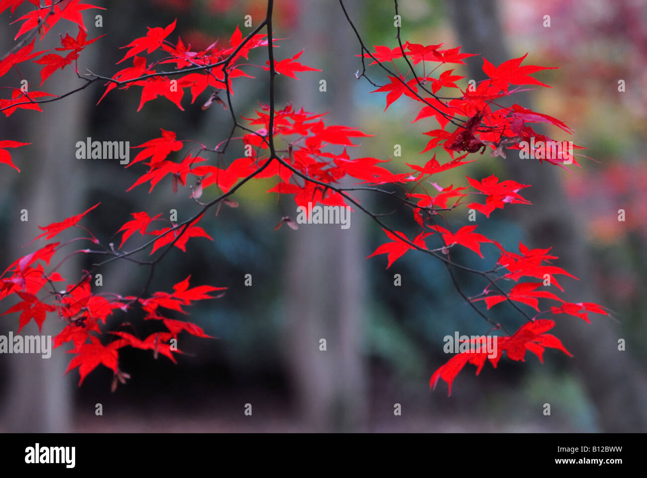 Nahaufnahme von roten herbstliche Acer Blätter im Wald Stockfoto