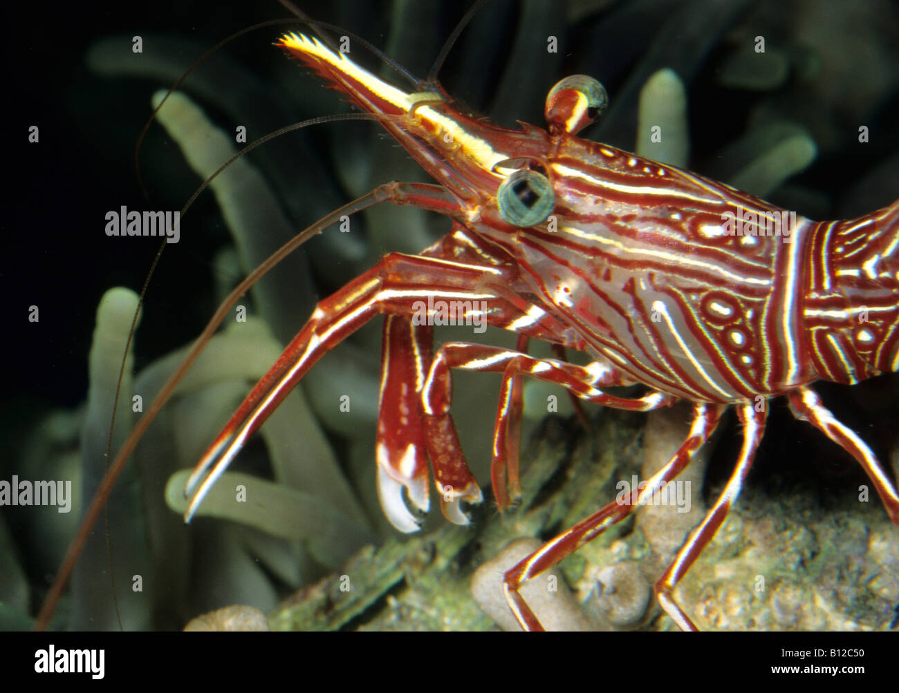 Durban Dancing Shrimp Rhynchocinetes Durbanensis, Crustacea Stockfoto