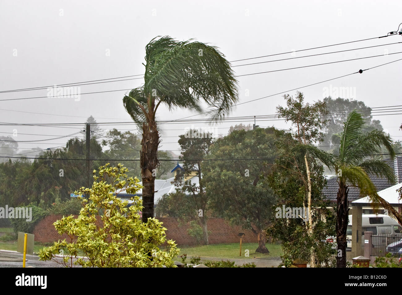 Sturm in Perth mit sintflutartigen Regen und starke Winde die Palmen. Wembley, Perth, Western Australia, Australia Stockfoto