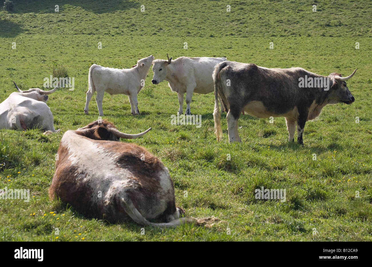 Gemischte Herde aus Longhorn und British White Cattle und einem britisch-weißen Kalb auf South Downs, West Sussex, England, Großbritannien Stockfoto
