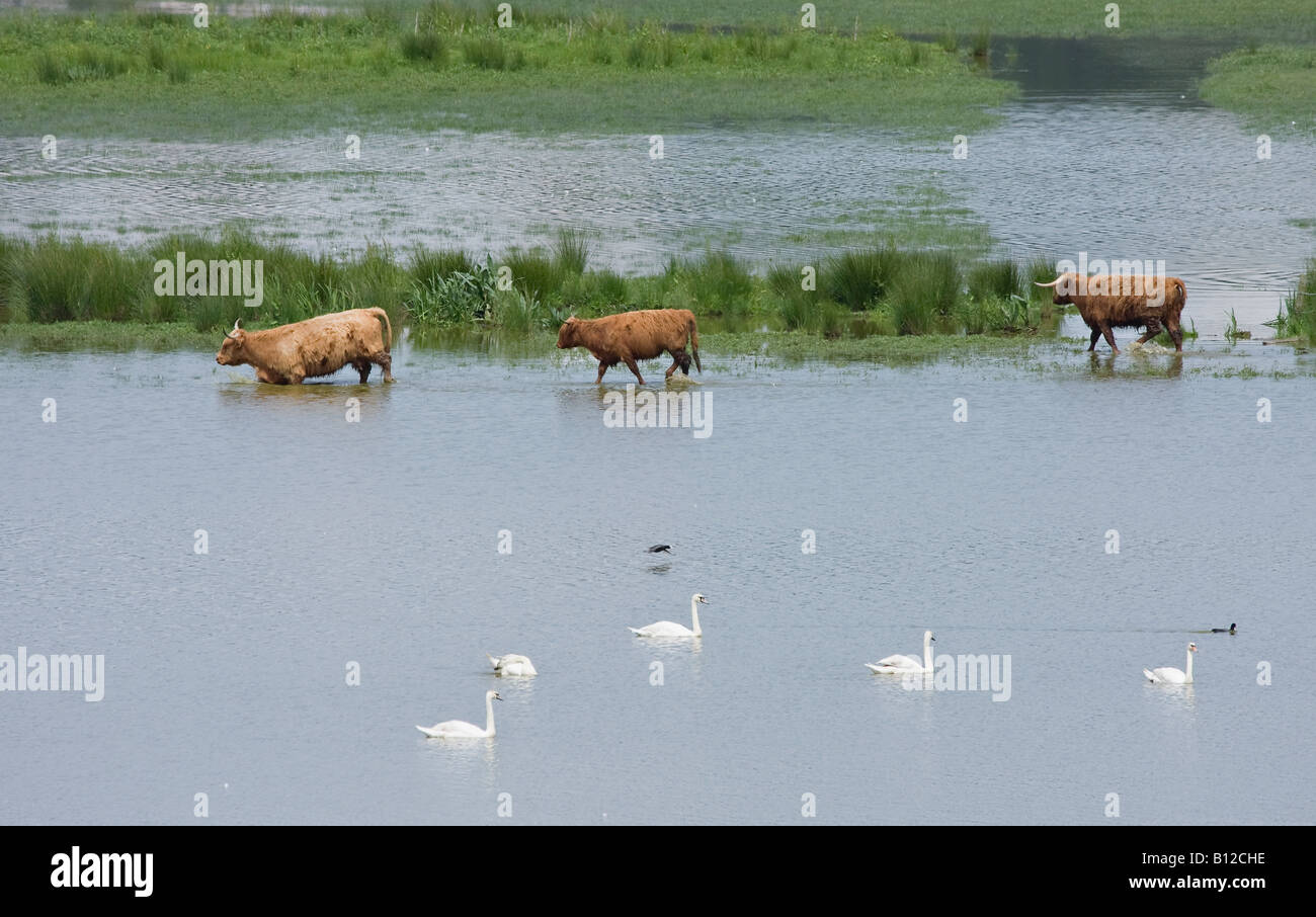 Highland Cattle (Bos taurus) watend durch überflutete Felder mit mehreren Mute Swans (cygnus olor) Looking On, Sussex, England, Großbritannien Stockfoto