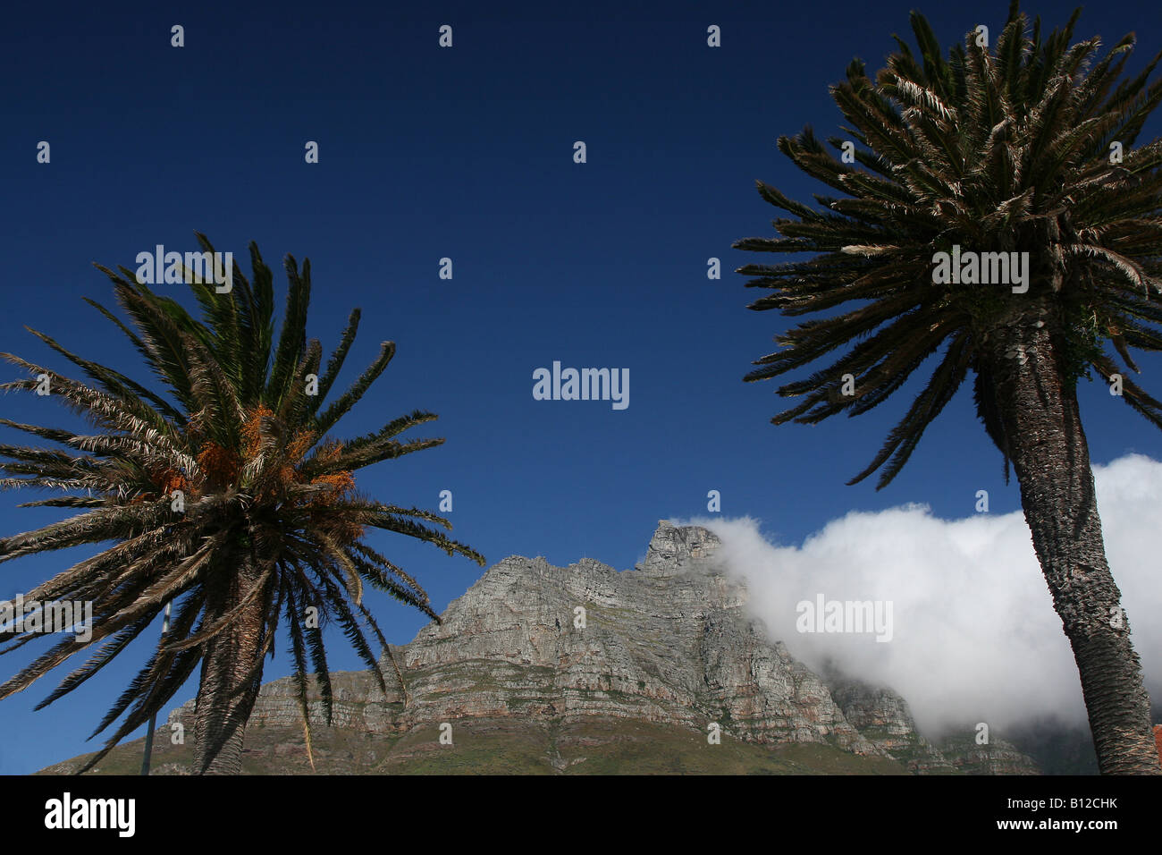 Tafelberg, Südafrika, mit Palme im Vordergrund Stockfoto