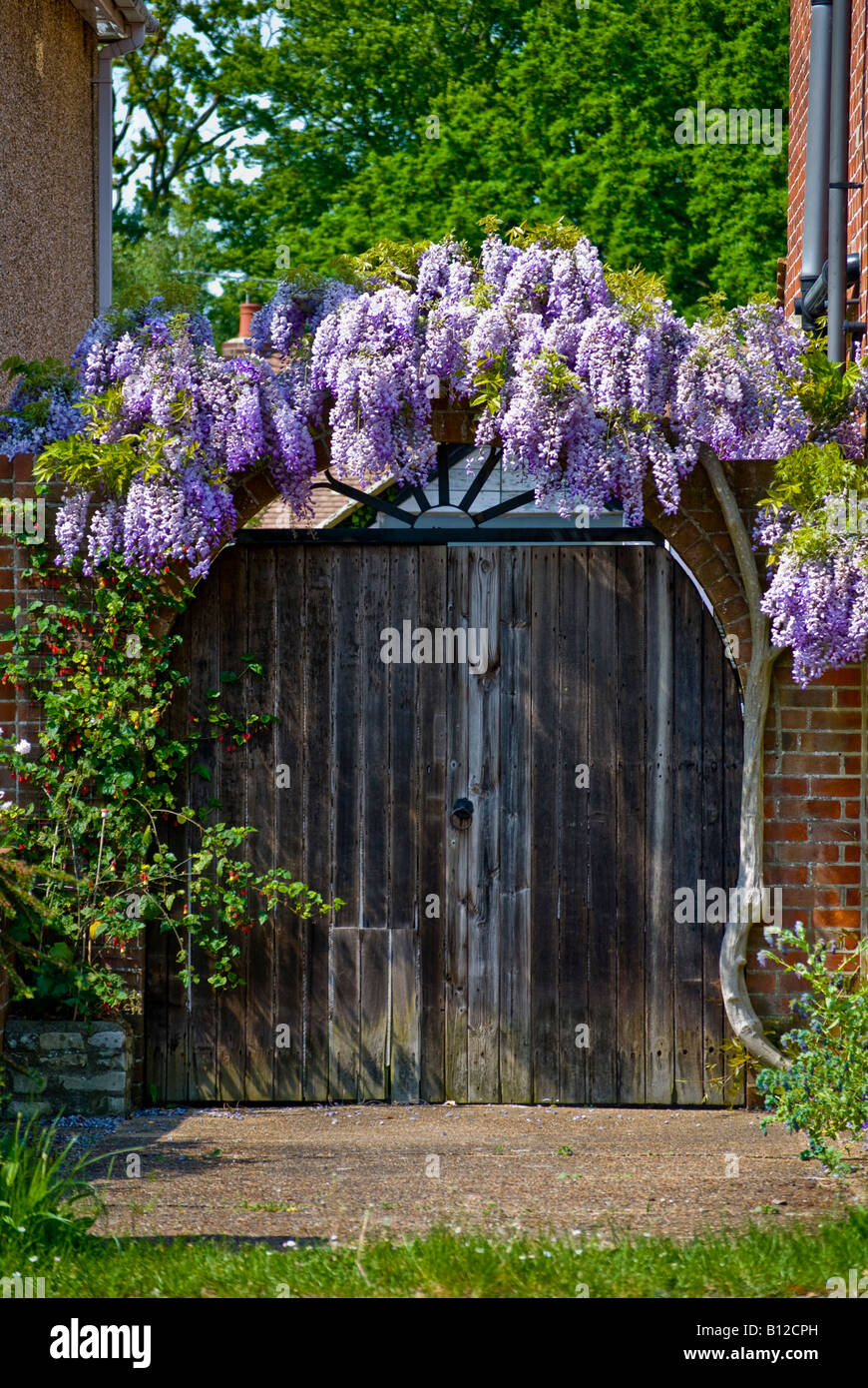 Blauregen Blüte Rahmung Gartentor in Hampshire, England Stockfoto