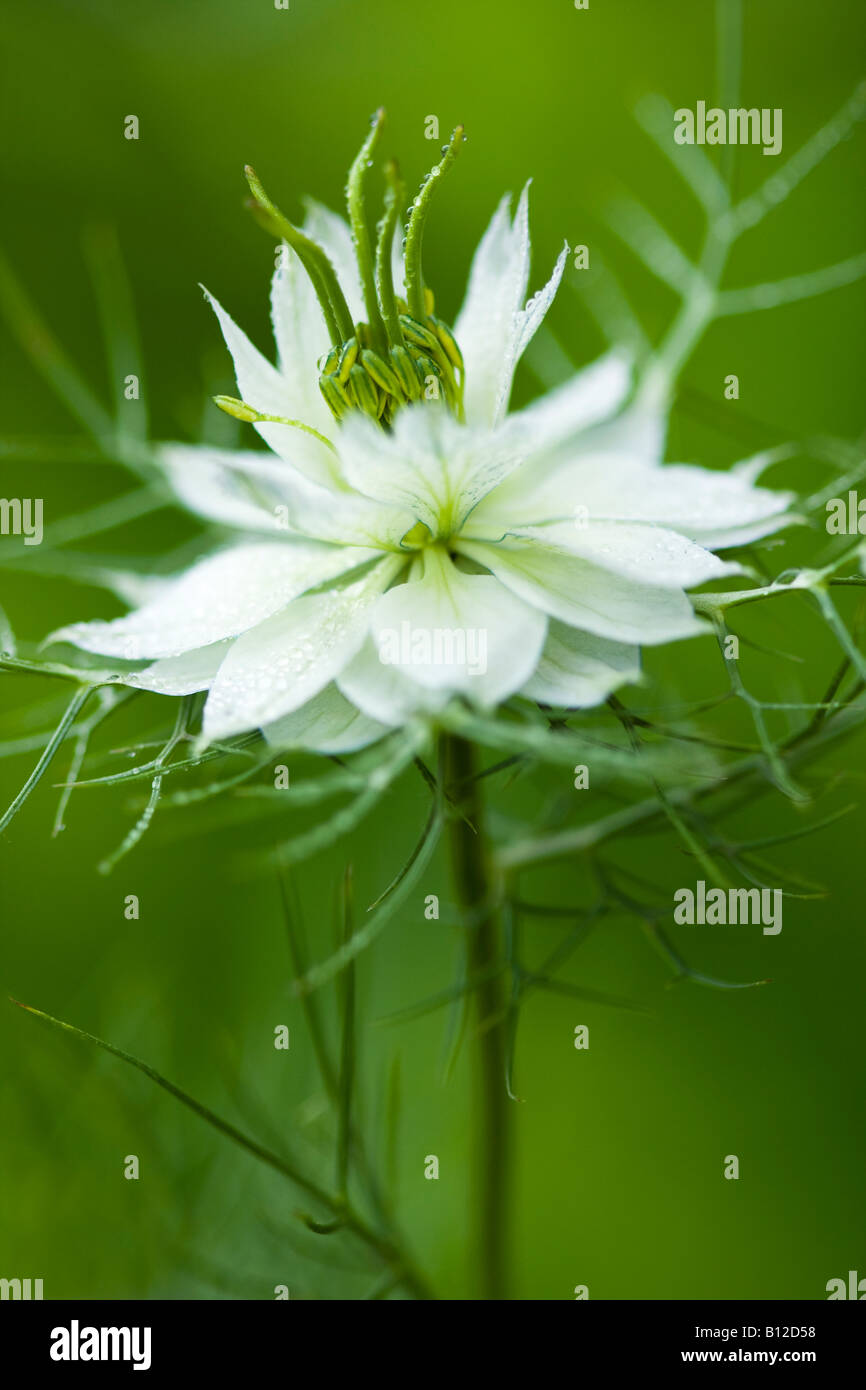 Nigella Damascena, 'Liebe im Nebel' weiße Blume, einem natürlichen grünen Hintergrund. Stockfoto