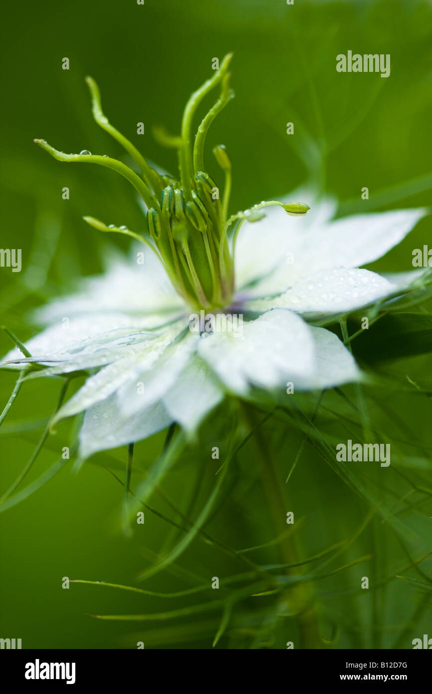 Nigella Damascena, 'Liebe im Nebel' weiße Blume, einem natürlichen grünen Hintergrund. Stockfoto