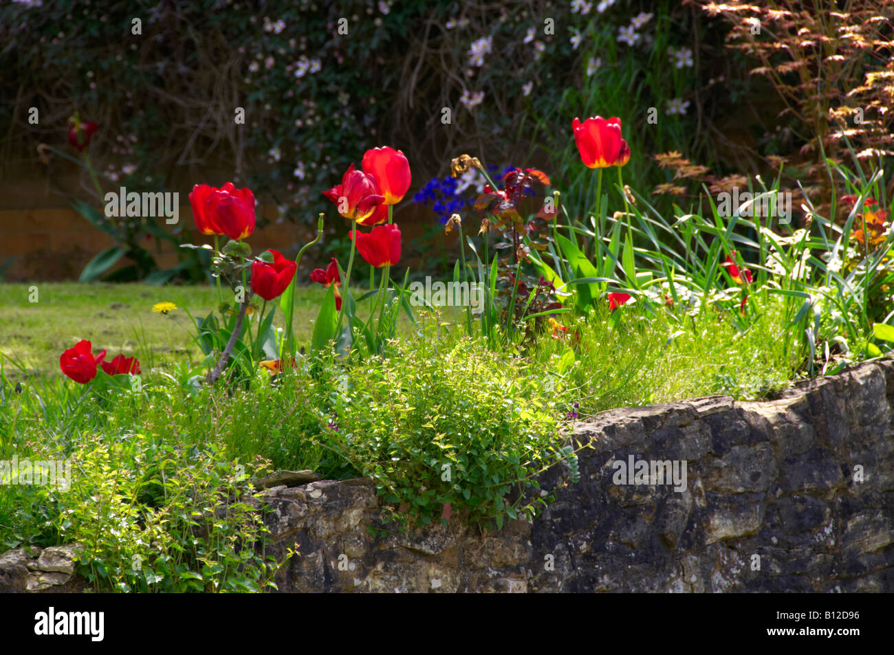 Tulpen wachsen in einem englischen Garten Stockfoto