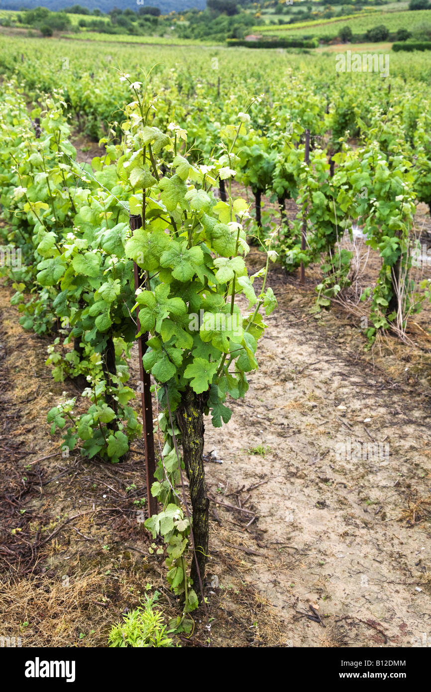 Französische Weinberg in Südfrankreich Stockfoto