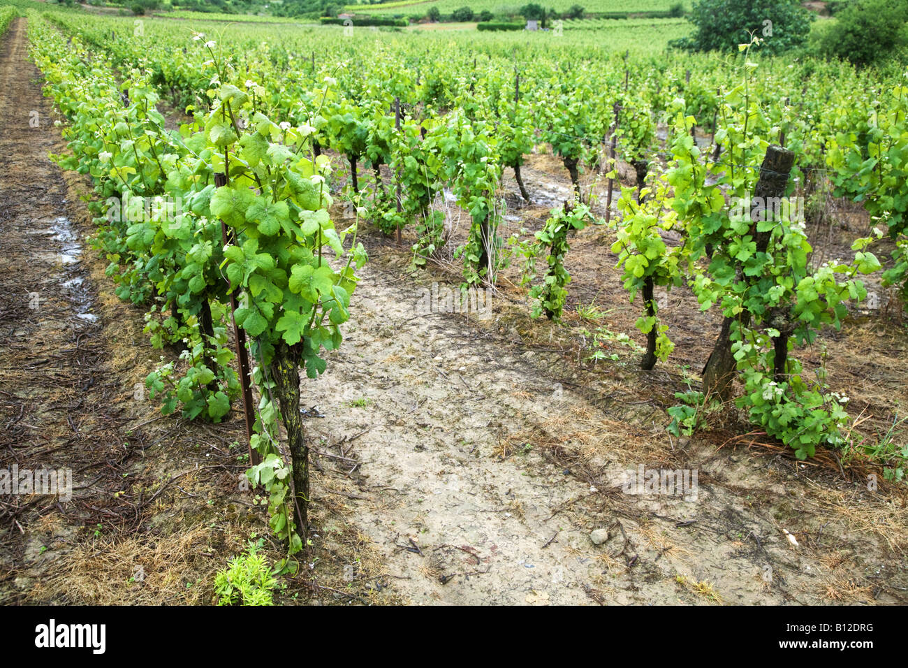 Französische Weinberg südlich von Carcassonne in Südfrankreich Stockfoto