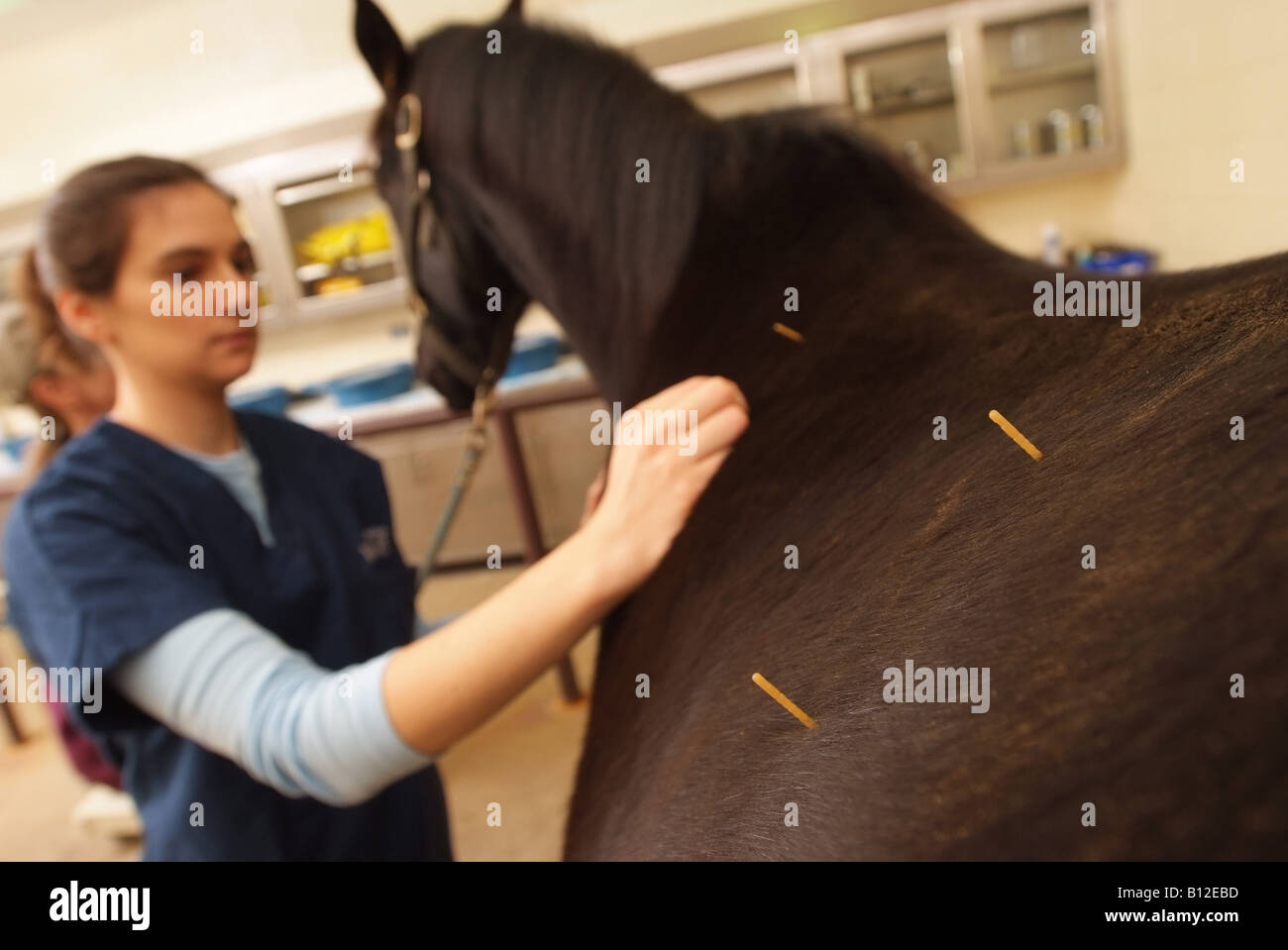 Tierarzt Alison Smith führt Akupunktur auf einem Pferd an der Leesburg Virginia Equestrian Krankenhaus Virginia Tech USA Stockfoto