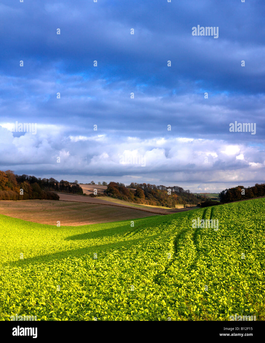 Abendlicht über Felder Stockfoto