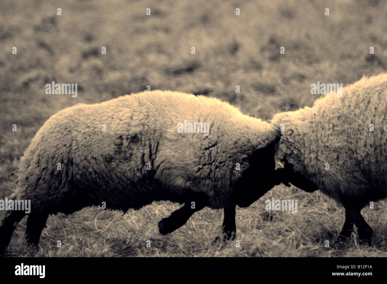 zwei Schafe kämpfen in einem Feld Stockfoto