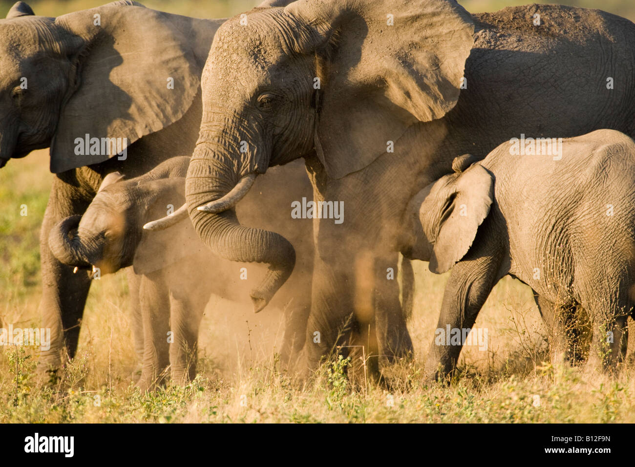 Zucht Herde der Afrikanischen Elefanten, Mama und Baby spielt, Staub baden Trunk eingerollt, Baby Elephant stillende Mutter in der Savanne Sonnenuntergang Botswana Afrika Stockfoto