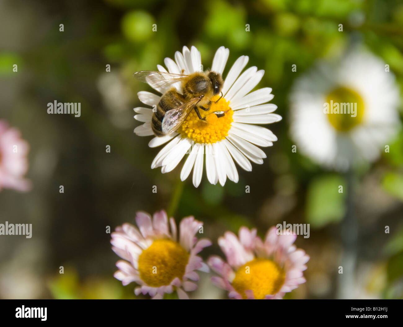 Eine Biene auf einer Daisy Blume sammeln von pollen Stockfoto