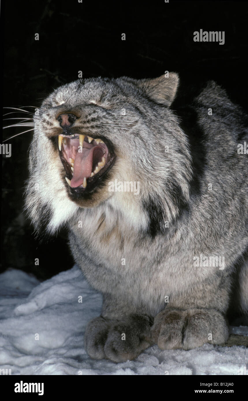 Luchs du Kanada North American Lynx Lynx Canadensis Gähnen amerikanische Tier Tier Porträt Tierportraits Tier Porträt Anim Stockfoto