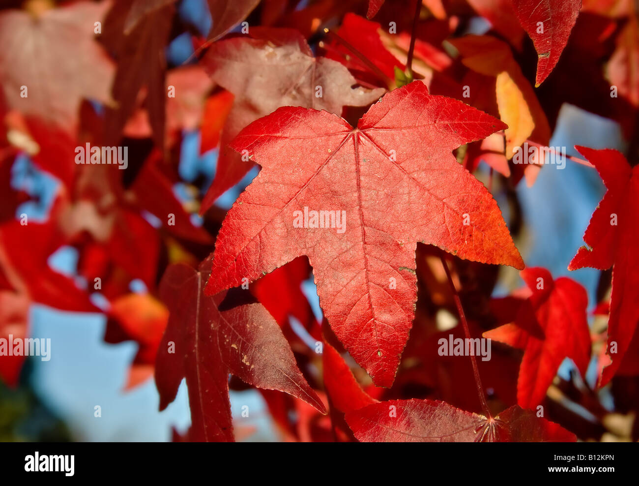 roten Herbstlaub Laub auf einem Baum Stockfoto
