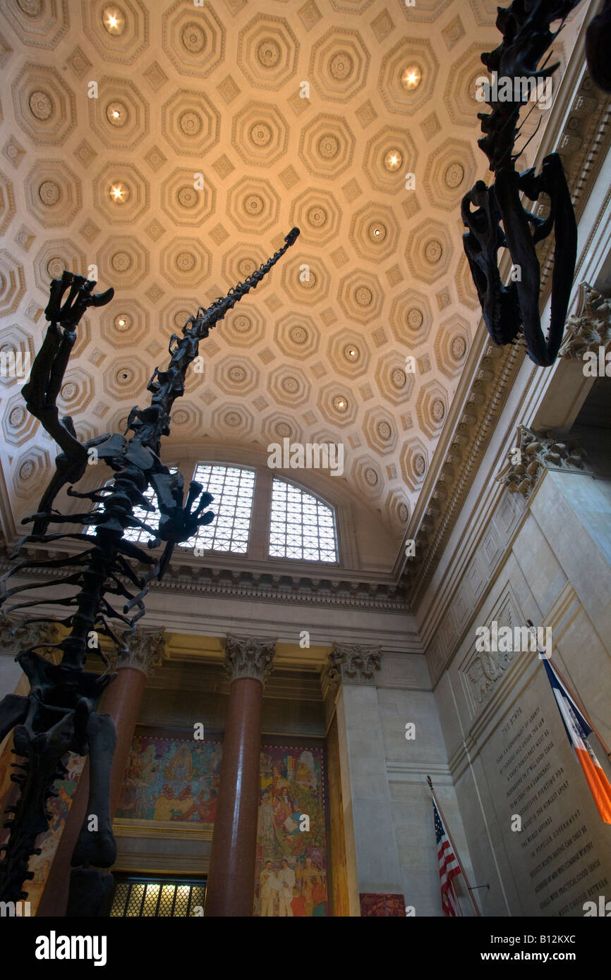 ROOSEVELT ROTUNDE BAROSAURUS ALLOSAURUS SKELETTE AMERICAN MUSEUM OF NATURAL HISTORY MANHATTAN NEW YORK CITY USA Stockfoto