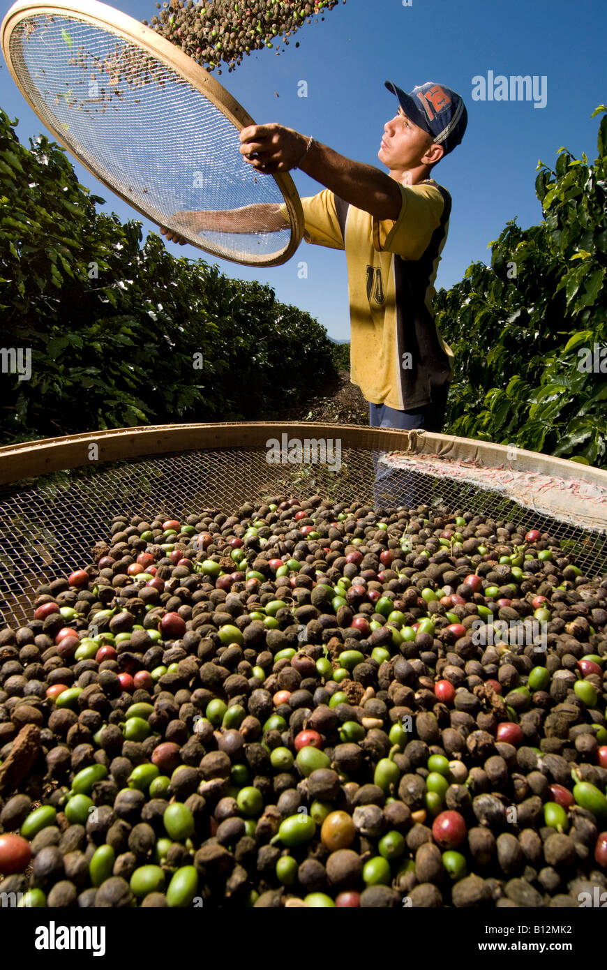 Rafael Facarolo Siebe Kaffee bei Sao Benedito s Kaffee Farm Bundesstaat Sao Paulo Brasilien 08 16 07 Herr 245 Stockfoto