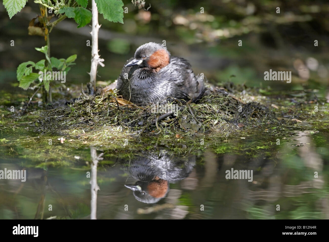 Zwergtaucher auf nest Stockfoto