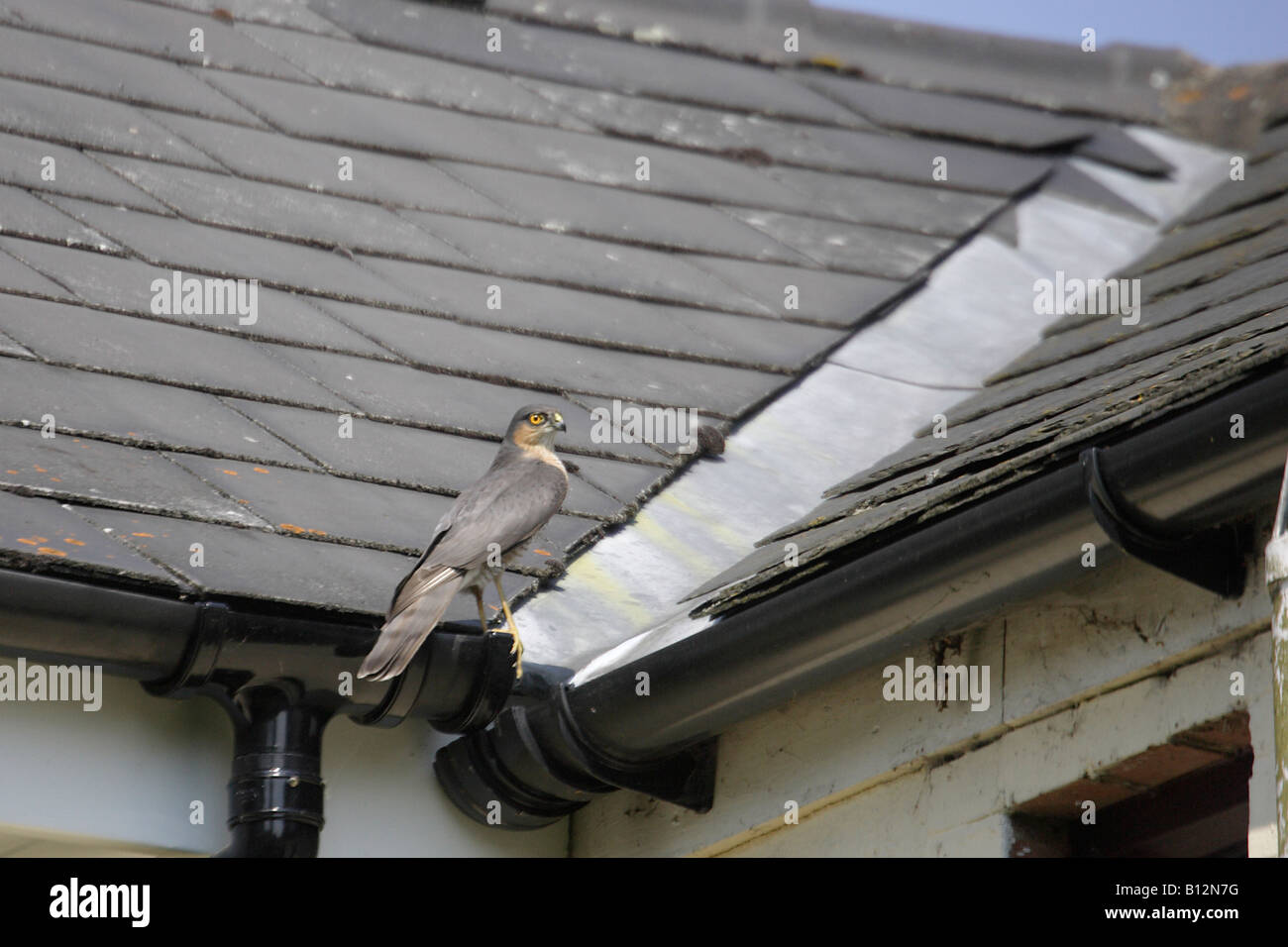 Eurasian männliche Sperber auf Hausdach Stockfoto