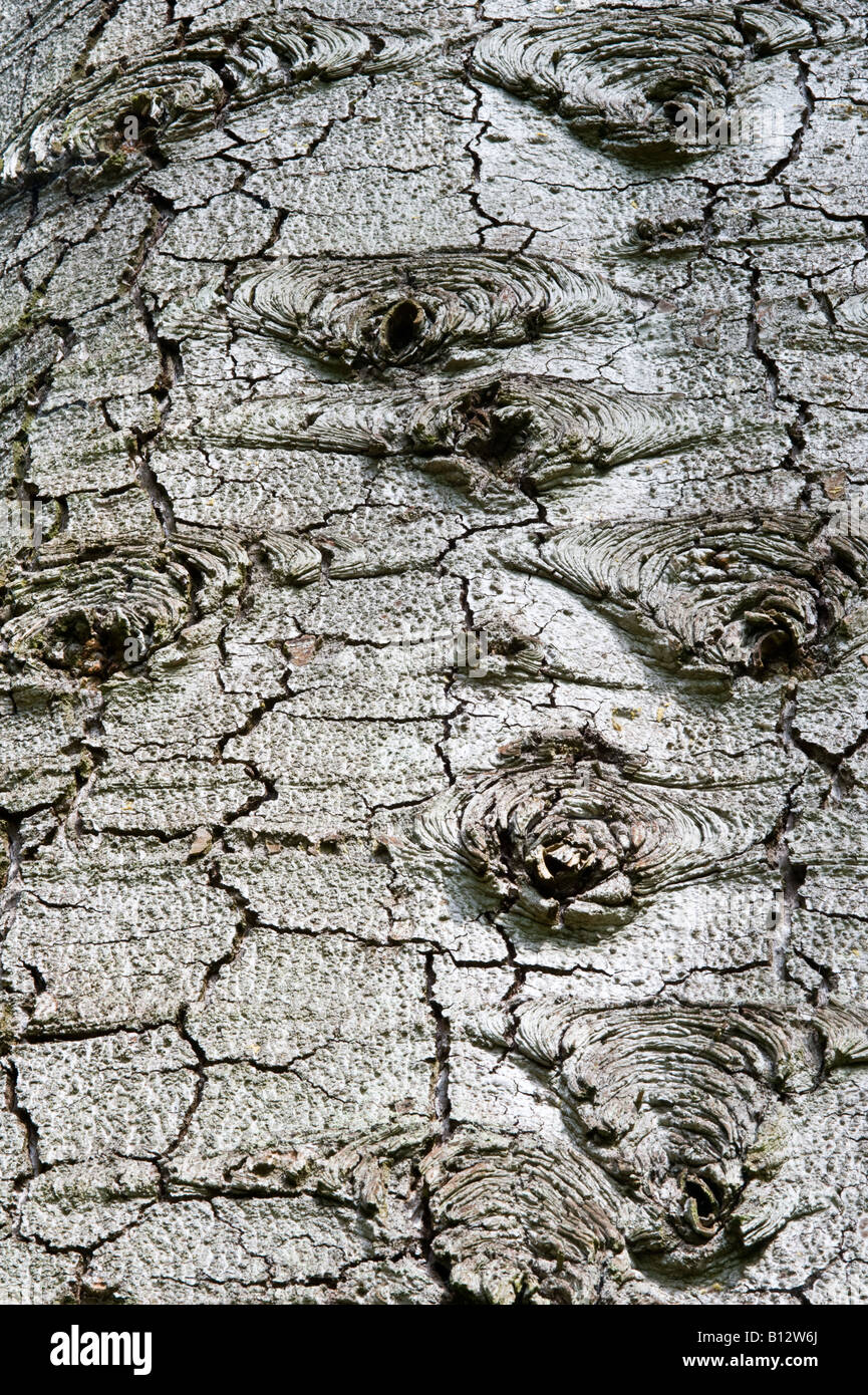 Rot-Tanne Abies Magnifica Nahaufnahme von ausgewachsenen Baum Rinde Perthshire Big Tree Land Schottland Großbritannien Europa Mai 2008 Stockfoto