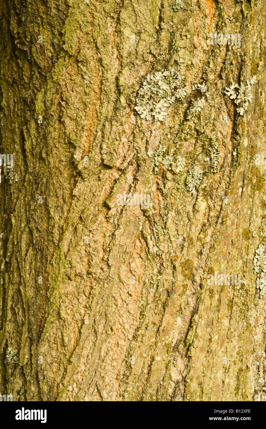 Kleine rotblättrige Lime Tilia Cordata Nahaufnahme von ausgewachsenen Baum Rinde Perthshire Big Tree Land Scotland UK Stockfoto