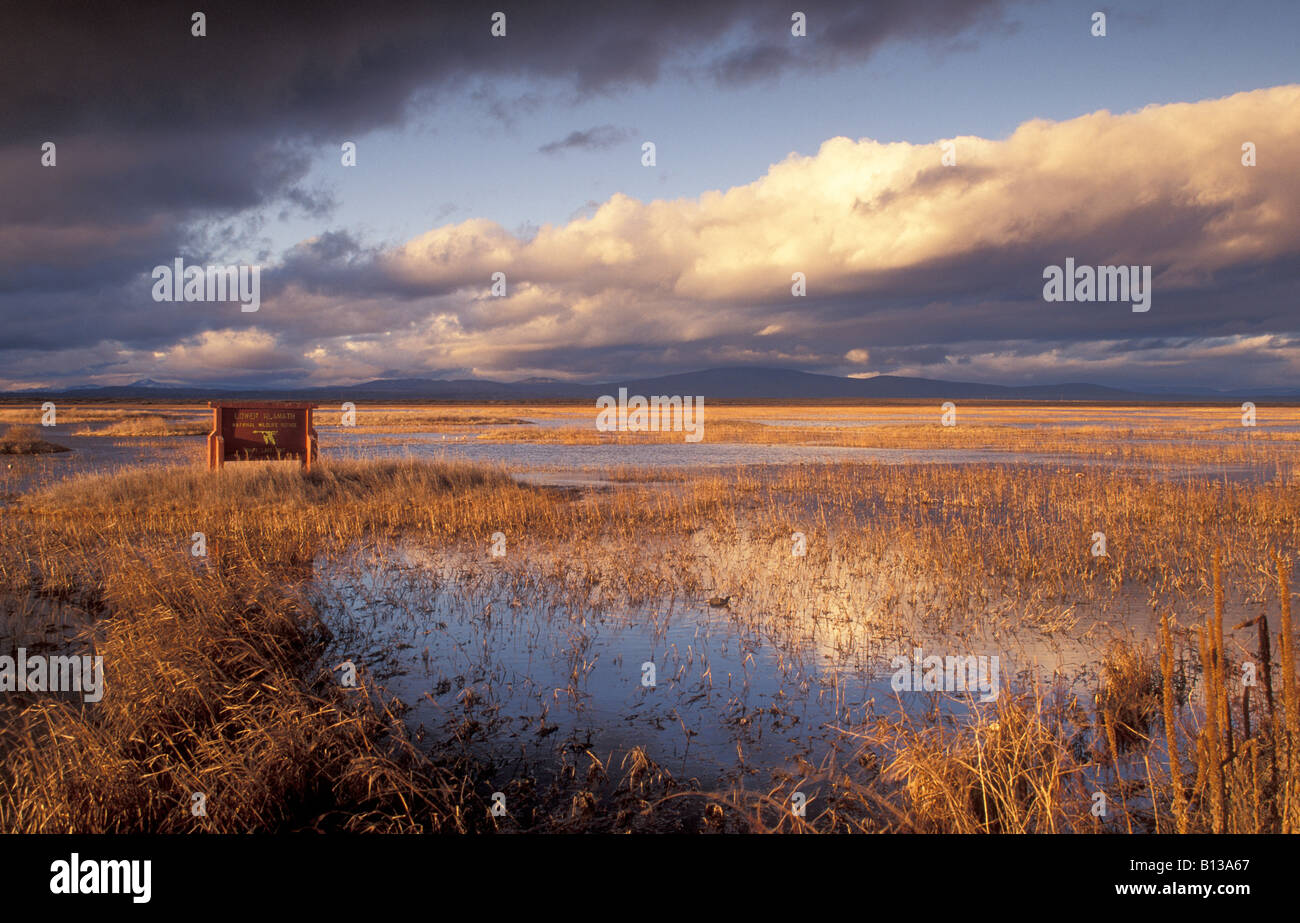 Lower Klamath National Wildlife Refuge White Lake Gebiet entlang Hwy 161 an der Grenze von Kalifornien-Oregon Stockfoto