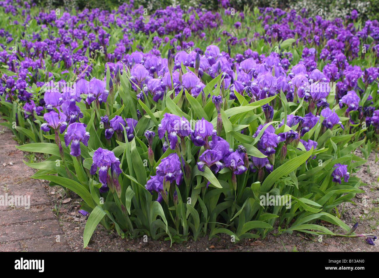 Miniatur hohen Bartiris, Iris Aphylla Blumen Stockfoto
